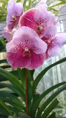 Орхидеи Фаленопсис - Vanda.ua Продажа, Уход - Роскошная  темно-малиново-фиолетовая орхидея. Высота - 77 см. Цветок - 7 - 7,5 см.  Цветоносов - 2. Цена - 280 грн. | Facebook