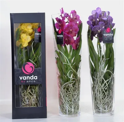 КАК ПРАВИЛЬНО ПОСАДИТЬ орхидею Ванда? 2 ВАРИАНТА ПОСАДКИ! - YouTube