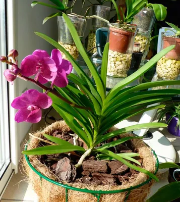 Орхидея Ванда в вазе Charlotte, цвета в ассортименте в интернет магазине  Украфлора