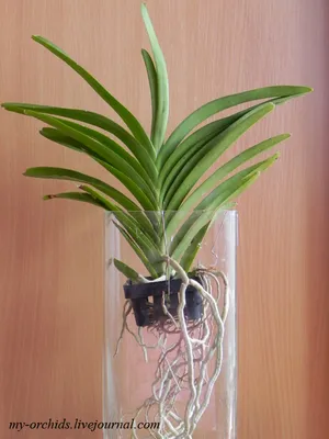Орхидея Ванда микс подвесная H:60см купить в Москве с доставкой