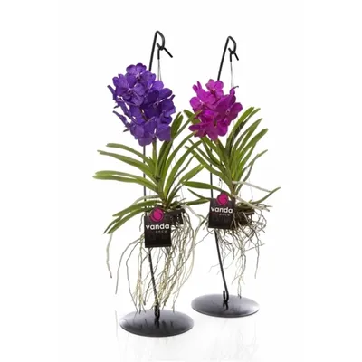 Орхидея ванда уход в домашних условиях Выращивание в стеклянной колбе  Размножение фото и видео