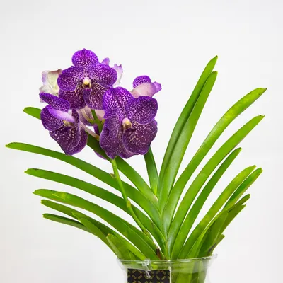 Орхидею ванда \"Сандериана\"- купить в Москве с доставкой