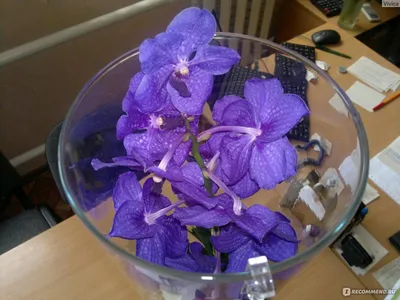 Орхидея в вазе - купить ванду и спатифиллум в студии фитодизайна и интернет  магазине комнатных растений и цветов Флорен