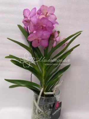 искусственные горшечные растения Орхидея Ванда кремовая с розовой крапинкой  2 ветки 52 см в терракот кашпо