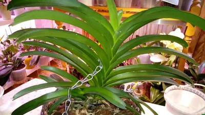Ванда — королевская орхидея: советы по уходу от Майи