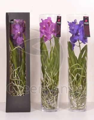 Орхидея Ванда на подставке – купить по отличной цене в интернет-магазине  topcvetok.ru