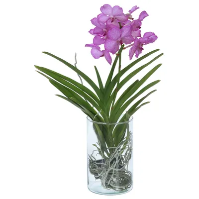 Королевская орхидея ванда Gordon Dillon купить