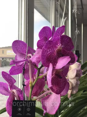 Орхидея ванда купить