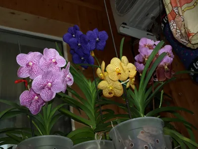 Орхидея Ванда в вазе - «Орхидея с характером! Обновление и фото!» | отзывы