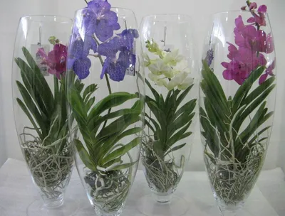 Орхидея Ванда в стеклянной вазе | купить в Москве