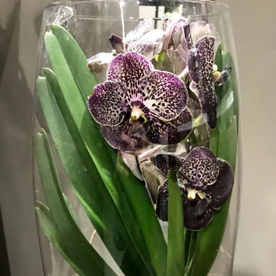 Орхидея Ванда | Содержание и Уход | V. Robert Delight Black - YouTube