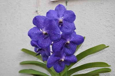 Орхидея Ванда - главные правила ухода, полива за этой красавицей