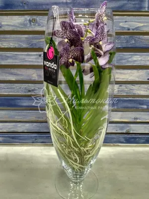 Орхидея Ванда в вазе Cilindervaas, цвета в ассортименте в интернет магазине  Украфлора