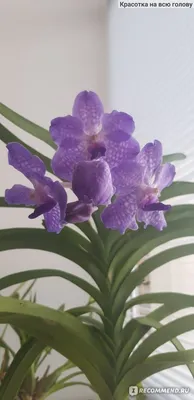 Орхидея Ванда в вазе ø13 h50 см в Воронеже – купить по низкой цене в  интернет-магазине Леруа Мерлен