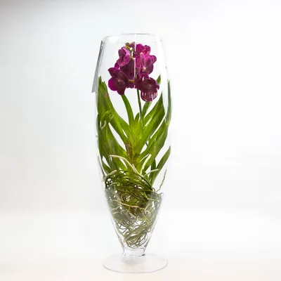 Орхидея ВАНДА (ID#1234307267), цена: 1300 ₴, купить на Prom.ua