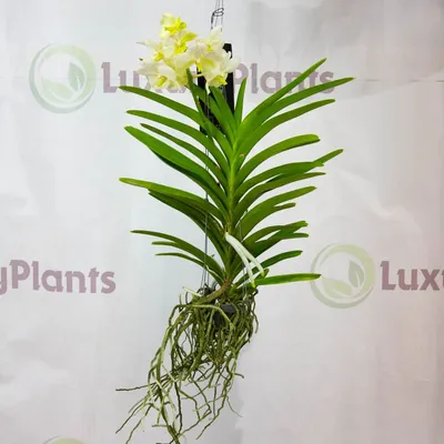 Орхидея ванда: уход и размножение | Новости | Интернет-магазин орхидей и  декоративных цветов в Москве. У нас вы можете купить орхидеи с доставкой.