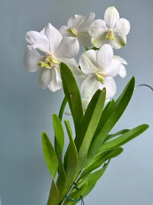 Как выращивать орхидеи в колбе | VseOlady.ru | Дзен