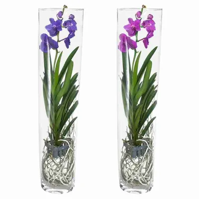 Орхидеи : Орхидея ванда в бокале шампань