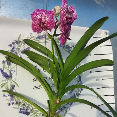 Орхидея Ванда Розовая (Vanda)