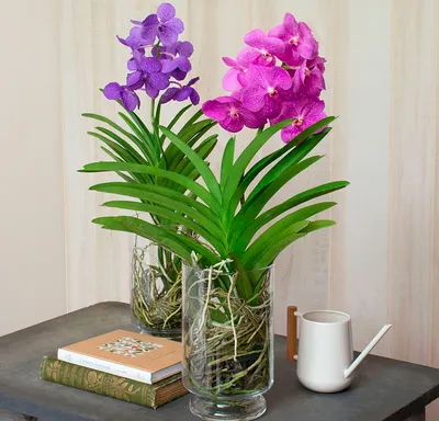 Купить недорого орхидеи Ванда в горшке и стекле с доставкой по Москве