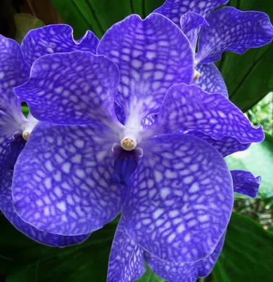 Орхидея ванда голубая фото фотографии