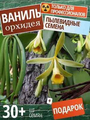 Орхидея Ваниль вариегатная. Vanilla planifolia 'variegata'. Два растения. —  купить в Красноярске. Горшечные растения и комнатные цветы на  интернет-аукционе Au.ru