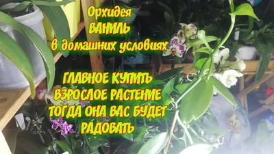 Орхидея и ваниль — отдушка косметическая | Шампунька — магазин ингредиентов  для изготовления мыла и натуральной косметики