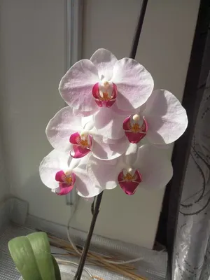 Вашингтон Орхидея Phalaenopsis Леопард Принц 2010 — стоковые фотографии и  другие картинки Без людей - Без людей, Горизонтальный, Крупный план - iStock