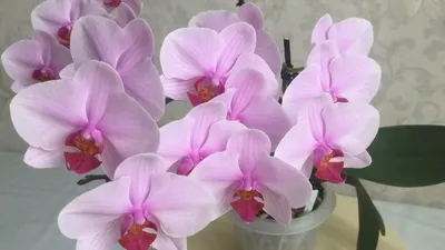 Купить Орхидея Фаленопсис Вашингтон | UFL