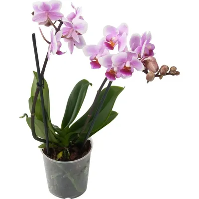 Phalaenopsis Anth. Washington 3stem 22+ 3 stem | Phalaenopsis |  Phalaenopsis | Цветущие комнатные орхидеи | Цветущие комнатные растения |  Комнатные растения | All products | OZ Planten