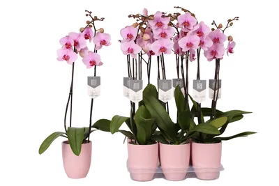 Phalaenopsis — catalog of 614 varieties and species with photo and  description