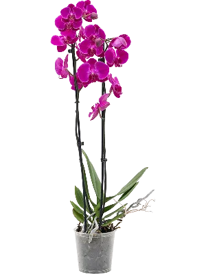 Phalaenopsis Anth. Washington Pink ceramics 2 stem in deco pot |  Phalaenopsis | Phalaenopsis | Цветущие комнатные орхидеи | Цветущие  комнатные растения | Комнатные растения | All products | OZ Planten