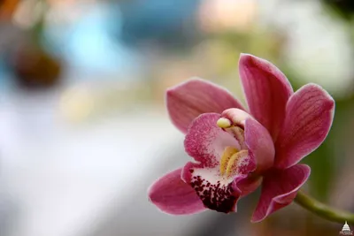 Фотография Орхидея, Вашингтон, округ Колумбия, США | Фотобанк  ГеоФото/GeoPhoto | GetImages Group