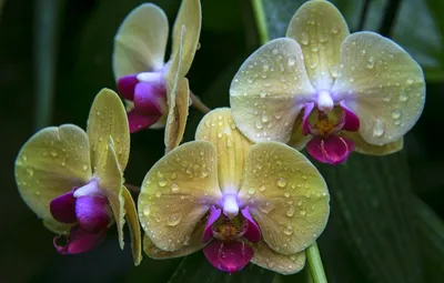 Цветущий дикая орхидея во влажном лесу в штате вашингтон мы Стоковое Фото -  изображение насчитывающей кровопролитное, бутика: 210342262
