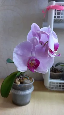 Орхидея Фаленопсис Party Time 2 цветоноса D12 H70 (4PHALBP34) - купить с  доставкой в GreenTrend.ru