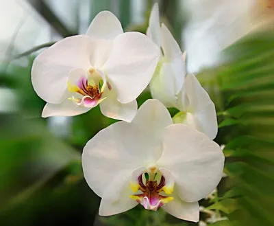 Ъ - Капитолий США - Орхидея Cymbidium в Ботаническом саду США - PICRYL  Изображение в общественном достоянии