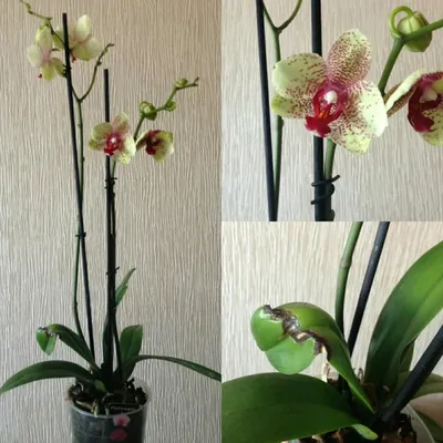 Орхидеи для Вас - 🌺 Стандарт \"Washington\"! сорт пробит... | Facebook