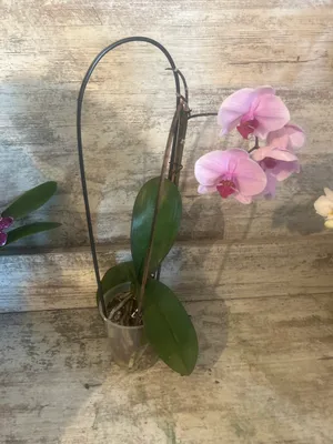 Примавера орхидея - 59 фото