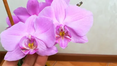 Орхидея фаленопсис (уценка) – купить в Хабаровске, цена 1 100 руб., продано  21 марта 2017 – Растения и семена