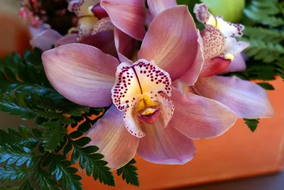 Phalaenopsis Anth. Washington 22+ Pink Ceramics 3 stem in deco pot |  Phalaenopsis | Phalaenopsis | Цветущие комнатные орхидеи | Цветущие  комнатные растения | Комнатные растения | All products | OZ Planten