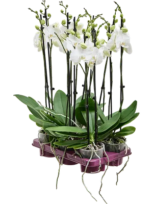 Орхидеи для Вас - 🌺 Стандарт \"Washington\"! сорт пробит... | Facebook