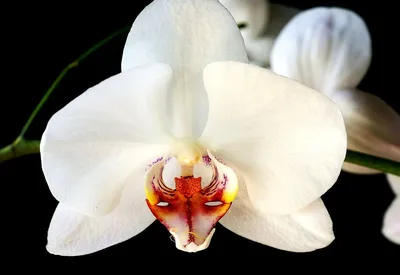 5000 орхидей в Вашингтоне