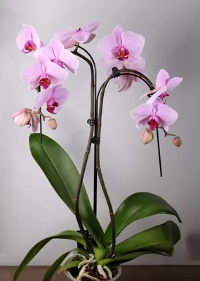 Орхидея Фаленопсис Tsarine 2 цветоноса D15 H100 (4PHALBP58) - купить с  доставкой в GreenTrend.ru