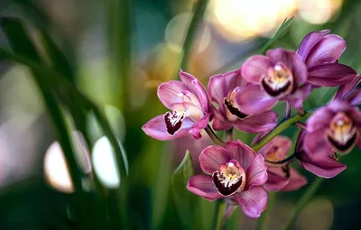 Вечноцветущий фаленопсис Вашингтон и ванда в бутонах. | Танюшины орхидеи и  сад | Дзен