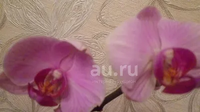 Как правильно поливать орхидею, чтобы чаще цвела – правила ухода осенью