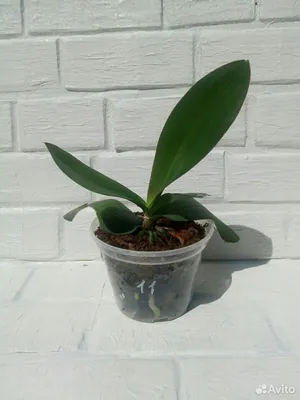 Орхидея оксфорд - 70 фото