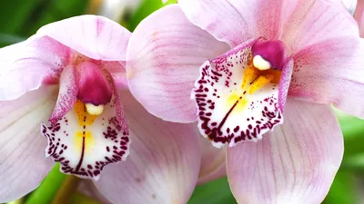 Орхидеи Фаленопсис многолетники купить на ROZETKA: цена, отзывы