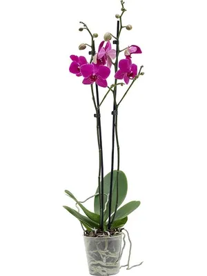 Орхидея Фаленопсис Двойной Каскад купить в Москве с доставкой | Магазин  растений Bloom Story (Блум Стори)
