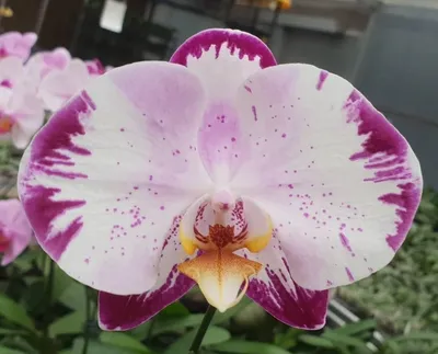 Орхидея агнес - 73 фото