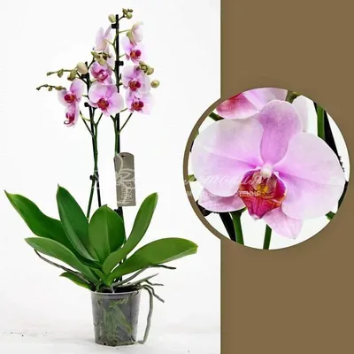 Новый сорт орхидеи назвали в честь вице-президента США Камалы Харрис